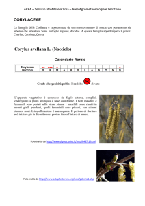 Corylus avellana L. (Nocciolo) - Arpae Emilia