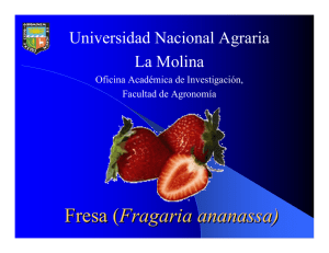 Fresa (Fragaria ananassa) - Universidad Nacional Agraria La Molina