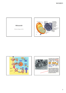 alcune delle diapositive mostrate a lezione sui mitocondri