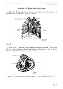 Attività elettrica del cuore