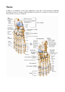 Anatomia della caviglia e del piede