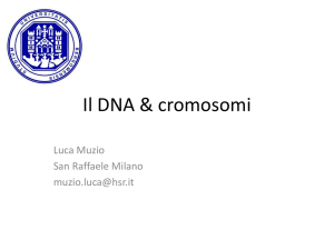 Il DNA - Università degli studi di Bergamo