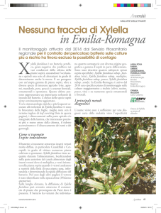 Nessuna traccia di Xylella in Emilia-Romagna