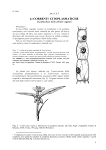 Le CORRENTI CITOPLASMATICHE