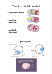 Tessuto endoteliale: capillari