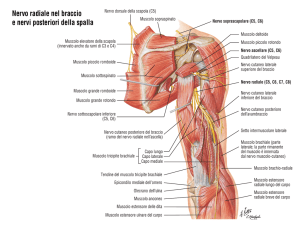 Nervo radiale nel braccio e nervi posteriori della spalla
