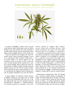 Tassonomia della Cannabis