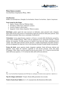 Pinna bianca oceanico Carcharhinus longimanus