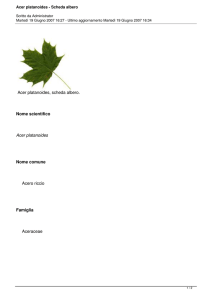 Acer platanoides - Scheda albero