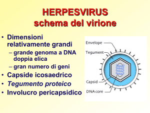 HERPESVIRUS schema del virione
