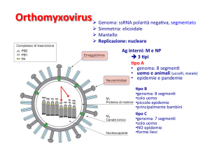 Orthomyxovirus File
