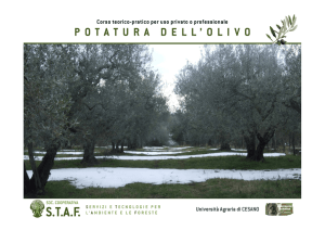Potatura dell`olivo 2 STAF 2013 - Associazione Culturale Libera Polis