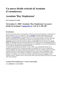 Aeonium `Ray Stephenson`