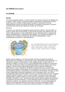 La cellula (terza parte) LA LEZIONE Nucleo Tra tutti gli organelli