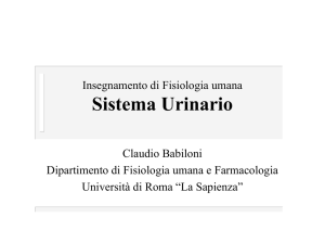 Claudio Babiloni, S. urinario - Area