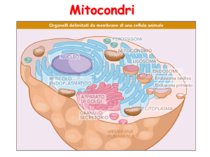 Lezione 8-Mitocondri e Perossisomi 2015