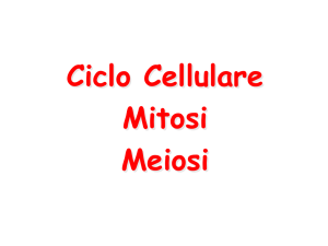 Lezione 11-Ciclo Cellulare, Mitosi e Meiosi 2015