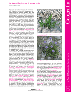 La flora del Tagliamento - Progetto integrato cultura del Medio Friuli