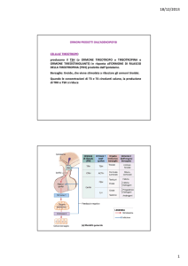 sistema endocrino 2