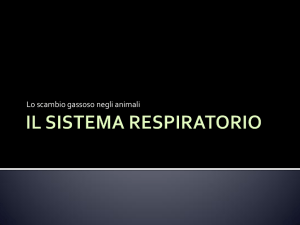 il sistema respiratorio - Liceo Scientifico Statale Einstein Milano