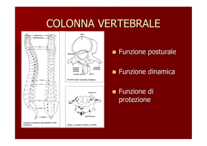 colonna vertebrale - Fisiokinesiterapia