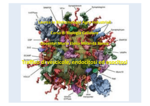2014.10.Vescicole, endocitosi, esocitosi