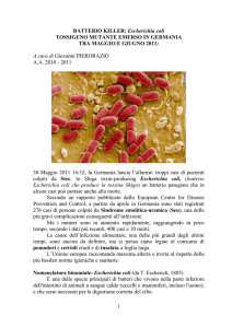 Batterio killer Escherichia coli
