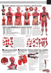 torsi umani con cd e modelli muscolari muscoli