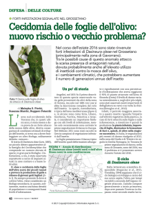 Cecidomia delle foglie dell`olivo: nuovo rischio o vecchio problema?