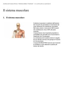 Il sistema muscolare - CRED Ausilioteca Firenze