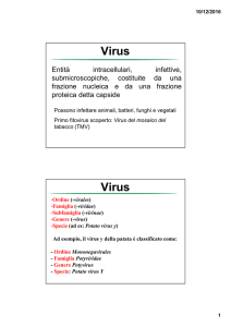 Virus Alioto 30-11-16