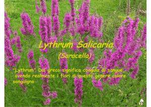 Lythrum Salicaria