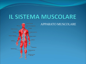 muscoli - icgleopardi.gov.it