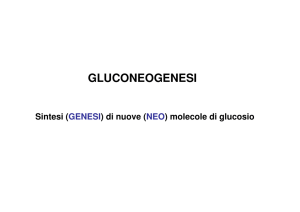 17. Gluconeogenesi