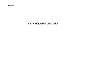 13. Catabolismo dei lipidi