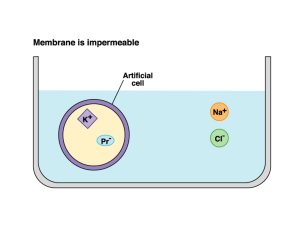 potenziale di membrana e d`azione