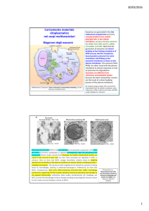 30/03/2016 1 Caricamento materiale citoplasmatico nei corpi