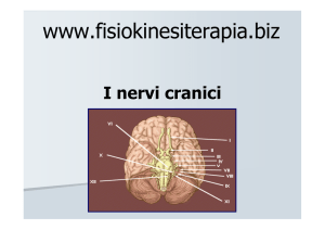 I nervi cranici - Fisiokinesiterapia