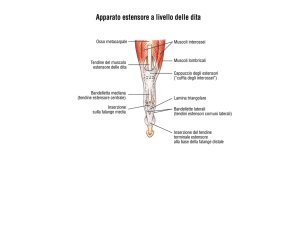 Apparato estensore a livello delle dita