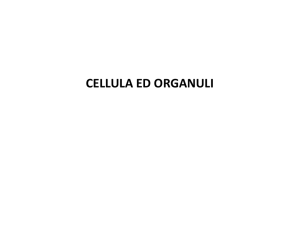 Cellula