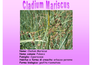Cladium mariscus - Vivai ProNatura