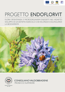 progetto endoflorvit