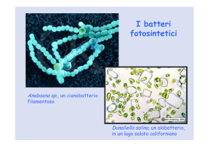 Batteri Fotosintetici
