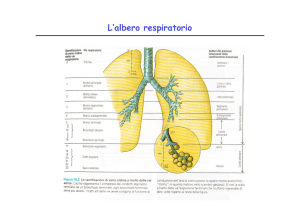 3. L`apparato respiratorio File