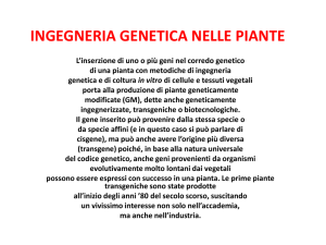 Manipolazione genetica del polline - e