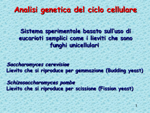 Analisi genetica del ciclo cellulare