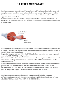 Le Fibre Muscolari - Istituto Paritario Michelangelo