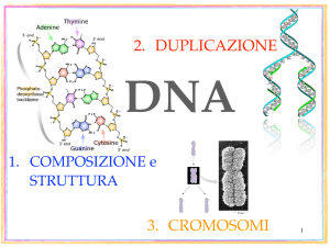 DNA composizione_struttura_duplicazione