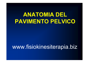 ANATOMIA DEL PAVIMENTO PELVICO www.fisiokinesiterapia.biz