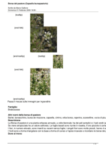 Borsa del pastore (Capsella bursapastoris)